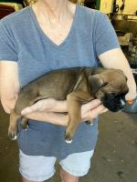 Boxer Puppies for sale in Jacksonville, Florida. price: $500