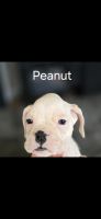 Boxer Puppies for sale in Norwich, Connecticut. price: $750