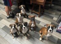 Boxer Puppies for sale in Henrietta, NY 14467, USA. price: $500