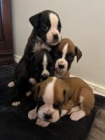 Boxer Puppies for sale in Tulsa, Oklahoma. price: $1,000