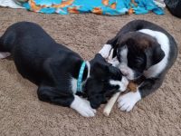 Boxer puppies