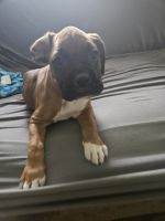 Boxer Puppies for sale in Wabash, Indiana. price: $700