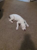 Boxer Puppies for sale in Myrtle Beach, South Carolina. price: $300