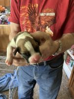 Boxer Puppies for sale in Damascus, OR 97089, USA. price: $140,000