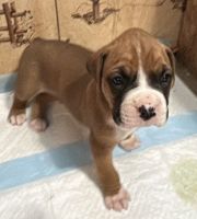 Boxer Puppies for sale in Tucson, Arizona. price: NA