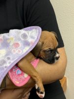 Boxer Puppies for sale in Katy, Texas. price: $1,300