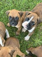 Boxer Puppies for sale in Lexington, SC, USA. price: $1,100