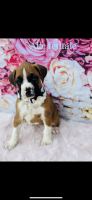 Boxer Puppies for sale in St Augustine, FL 32084, USA. price: NA