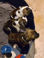 Boxer Puppies for sale in Oak Park, Michigan. price: $150,000