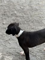 Boxer Puppies for sale in Sabina, Ohio. price: $2,000