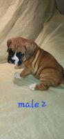 Boxer Puppies for sale in Danville, Kentucky. price: $800
