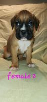 Boxer Puppies for sale in Danville, Kentucky. price: $800