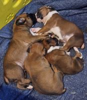 Boxer Puppies for sale in Seminole, Florida. price: $1,200