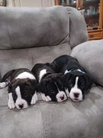 Boxer Puppies for sale in Ogden, Utah. price: $1,000