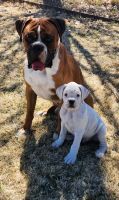 Boxer Puppies for sale in Montrose, CO, USA. price: $1,200