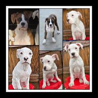 Boxer Puppies for sale in Fontana, California. price: $375