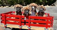 Boxer Puppies for sale in Scottsville, Virginia. price: $900