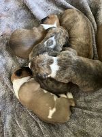 Boxer Puppies for sale in Damascus, OR 97089, USA. price: NA