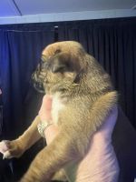 Boxer Puppies for sale in Port Orange, Florida. price: $1,000