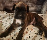 Boxer Puppies for sale in Mecosta, Michigan. price: $2,100