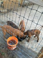 Boxer Puppies for sale in Aberdeen, North Carolina. price: $100,000