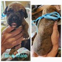 Boxer Puppies for sale in Radcliff, KY, USA. price: $500