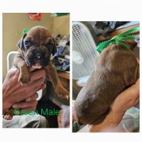 Boxer Puppies for sale in Radcliff, KY, USA. price: $600