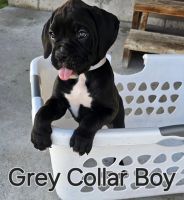 Boxer Puppies for sale in Rigby, Idaho. price: $1,000