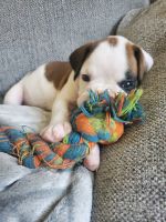 Boxer Puppies for sale in Homosassa Springs, Florida. price: NA