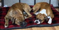 Boxer Puppies for sale in Lecanto, Florida. price: $1,800