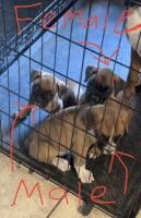 Boxer Puppies for sale in Tulsa, Oklahoma. price: $350