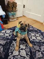 Boxer Puppies for sale in Buda, Texas. price: $500