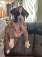 Boxer Puppies for sale in San Antonio, TX 78251, USA. price: $800