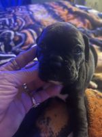 Boxer Puppies for sale in Port Orange, Florida. price: $3,863,080,000