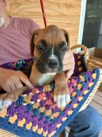 Boxer Puppies for sale in New Market, Tennessee. price: $600