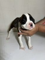 Boxer Puppies for sale in Powell, Ohio. price: $1,200