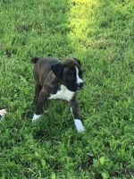 Boxer Puppies for sale in Argyle, Texas. price: $900