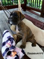 Boxer Puppies for sale in Marion, Montana. price: $1,800