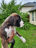 Boxer Puppies for sale in Dallas, Texas. price: $500