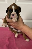 Boxer Puppies for sale in Blountville, TN 37617, USA. price: $500