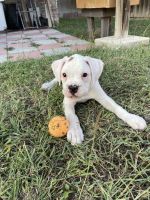 Boxer Puppies for sale in Mission, Texas. price: $200