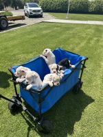 Boxer Puppies for sale in Exeter, CA 93221, USA. price: $950