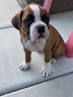 Boxer Puppies for sale in Rocklin, California. price: $800