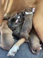 Boxer Puppies for sale in Greenwood, Indiana. price: $800