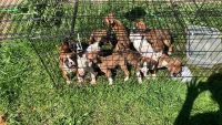 Boxer Puppies for sale in Oakland, Oregon. price: $750