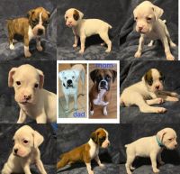 Boxer Puppies for sale in Palm Bay, Florida. price: $1,000
