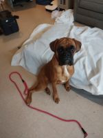 Boxer Puppies for sale in Fort Wayne, Indiana. price: $300