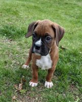 Boxer Puppies for sale in Saginaw, Michigan. price: $1,000