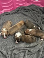 Boxer Puppies for sale in Greenwood, Indiana. price: $700
