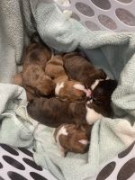 Boxer Puppies for sale in Greenwood, Indiana. price: $600